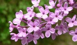 国产丁香网,探索中医药文化的瑰宝与传承